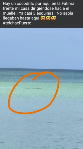 Cocodrilo sorprende en playas de Telchac Puerto