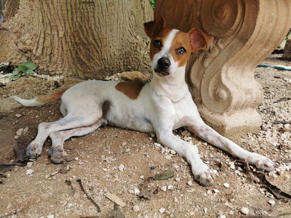 Animalistas rechazan el nuevo Reglamento de Protección a la Fauna del Municipio de Mérida