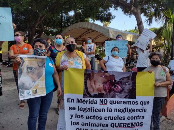 Exigen solución humanitaria a los perros y gatos callejeros en Mérida