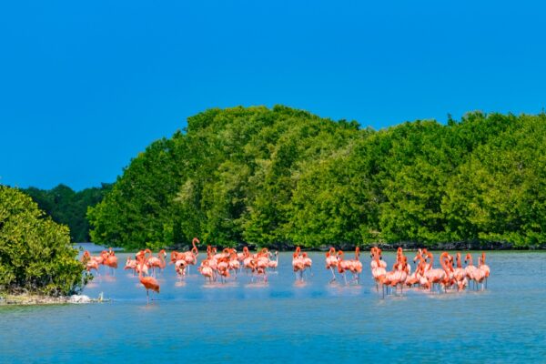 Los manglares, súper héroes ante los desastres naturales