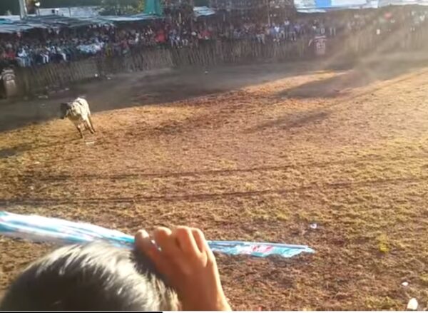 Los torneos de lazo deben erradicarse: PVEM