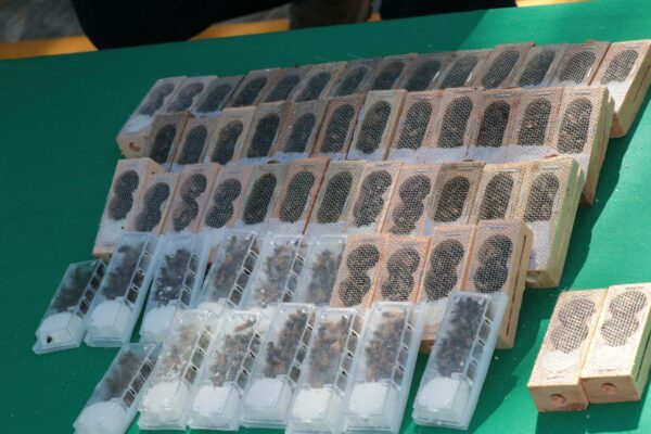 Con la entrega de abejas reina, apicultores tienen la oportunidad de mejorar su producción