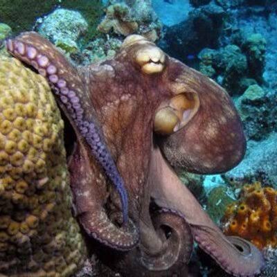 Armadores Pesqueros exigen a las autoridades federales redoblar la vigilancia para combatir la pesca furtiva