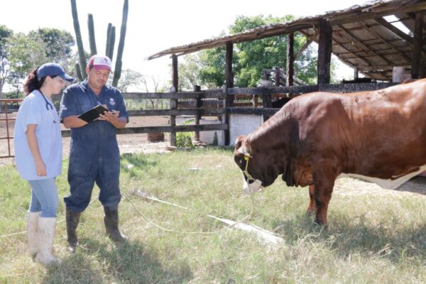 Pequeños productores ganaderos yucatecos son respaldados por el Gobernador Mauricio Vila Dosal con el programa Veterinario en tu rancho