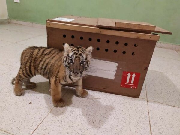 Rescatan cachorro de Tigre de Bengala en Mérida