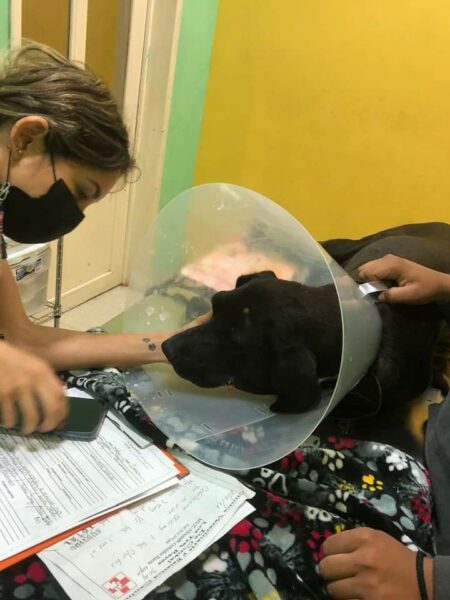 Maltrato animal en Ixil, golpean en el cráneo a un perro