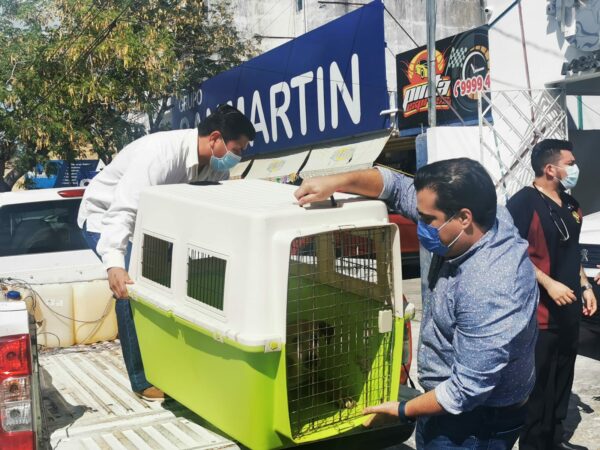 ¡De vuelta a "casa"! Cultur regresa a Chichén, esterilizado y limpio, al primer perrito de Kukulkán atrapado