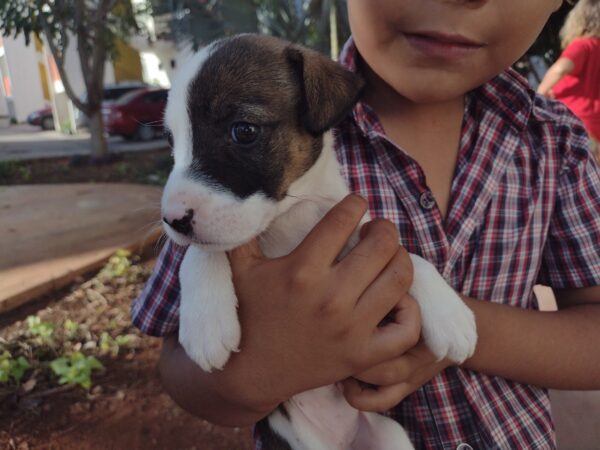Busca que las mascotas sean reconocidas como seres sintientes