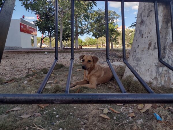Avanza la revisión del Reglamento de Protección a la Fauna en el Municipio de Mérida