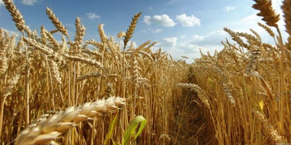 Por la invasión rusa a Ucrania, proveedores incrementan los precios a los insumos: Canacope Mérida