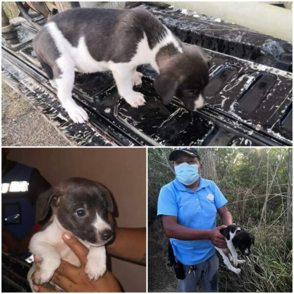 Rescatan a cachorra de morir calcinada