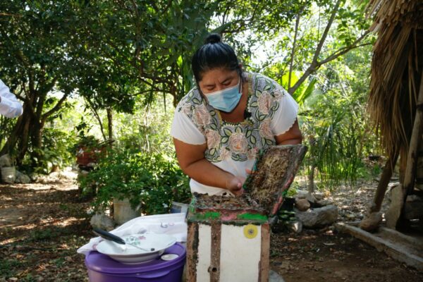 El Ayuntamiento de Mérida impulsa el sector apícola bajo un esquema de comunidad sustentable y saludable