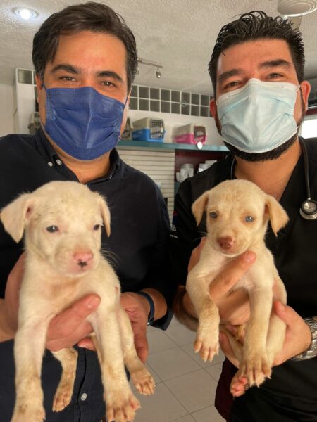 Rescata Cultur a dos “perritos sagrados de Kukulkán” y los dará en adopción