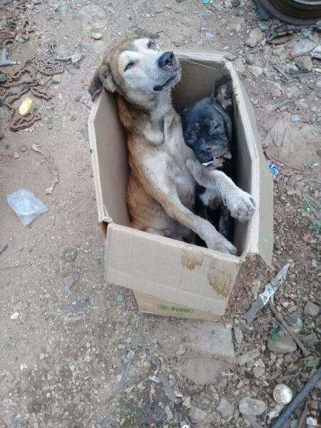 Imparable la violencia contra los animales en Tekax