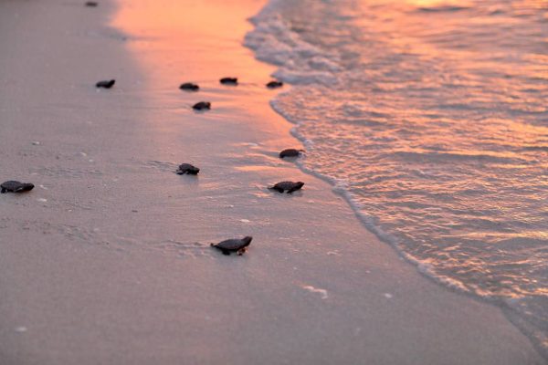 A través del cuidado y protección de especies marinas, el Gobierno del Estado fomenta la cultura sustentable en Yucatán