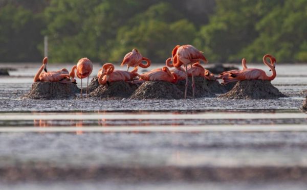 La Costa Norte de Yucatán recibe a miles de flamencos para su temporada de anidación