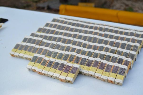 Apicultores de Yucatán continúan recibiendo abejas reina para incrementar su producción y sus ingresos