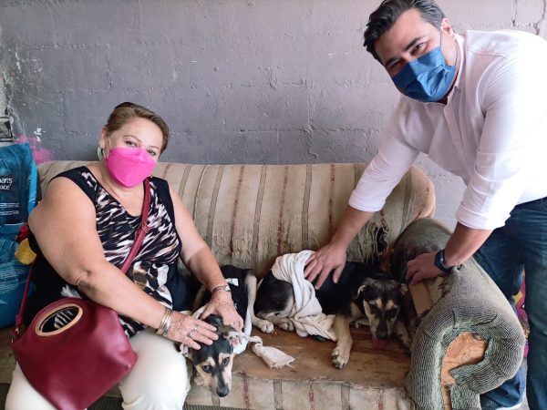 Pareja de perritos sagrados de Kukulkán ya tienen hogar digno en Mérida