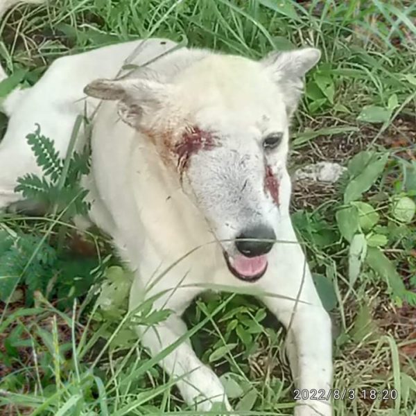 Agreden a batazos a una perra en Real Montejo