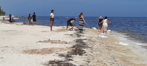 Siguen trabajos de recoja de especies marinas que recalan a la playa por marea roja
