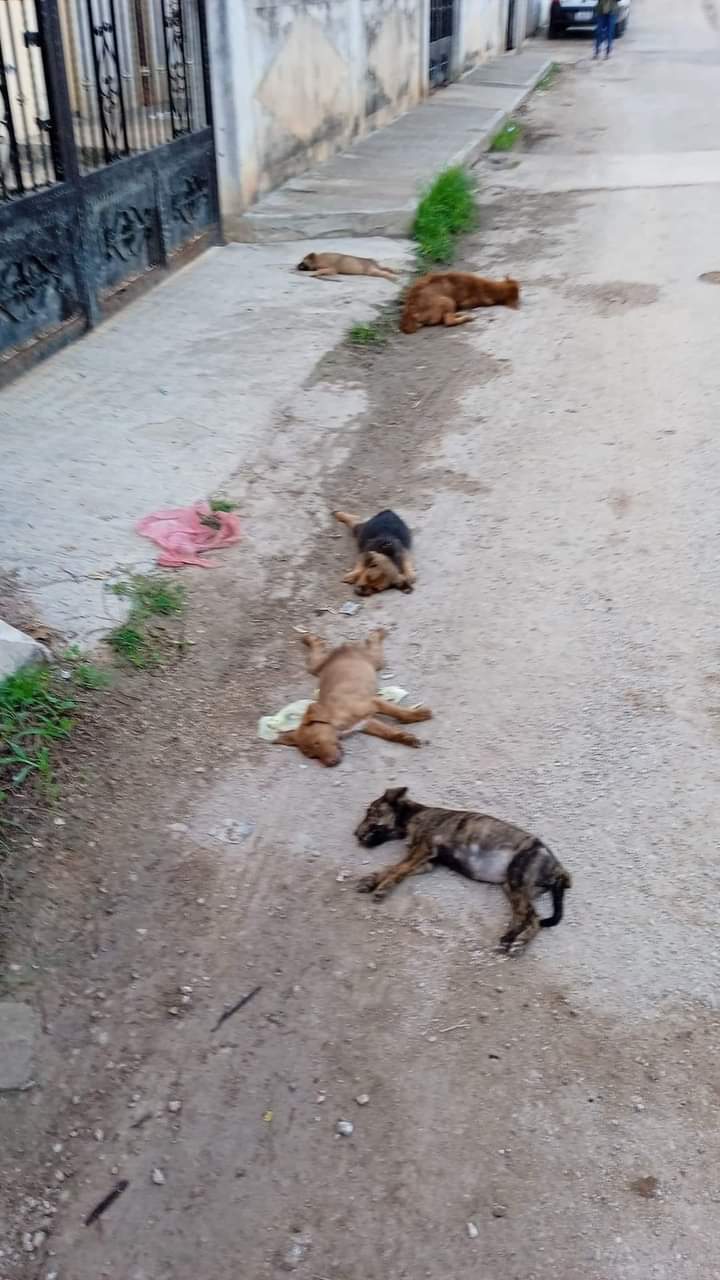 Envenenamiento masivo de perros en Muna