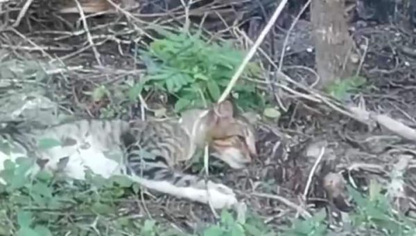 Red Animal Yucatán y Un Millón de Esperanzas interpondrán la denuncia contra los menores de edad que asesinaron a un gato en Dzemul, ya que el vídeo que circula en Facebook es la prueba para proceder contra las responsables. Durante la mañana de hoy viernes, en las redes sociales se viralizó el vídeo en el que dos estudiantes de secundaria torturaron y mataron a un gato que les robó la comida. Lo más espeluznante del material fue la actitud y frialdad en cómo los adolescentes compartieron el hecho, como si de una hazaña personal se tratara. Raúl Argáez Ortega, presidente de Red Animal Yucatán, comentó que a los responsables no pueden sancionados, pues las leyes locales indican penas para los adultos que van desde «los seis años de prisión y una mega multa porque el gato fue torturado, asesinado y todavía así subieron el vídeo a las redes sociales». La asociación civil ya se puso en contacto con las autoridades municipales, para que a su vez citen a los padres de los menores. «Al parecer, en los pueblos, todos se conocen. Por las voces que aparecieron en el vídeo saben quiénes son», señaló. El activista por los derechos de los animales recordó que el maltrato animal ya se persigue de oficio y con el vídeo, que los propios agresores publicaron, es la suficiente prueba para proceder legalmente. A través de la página de Facebook, el Ayuntamiento de Dzemul 2021-2024 reprobó dicho acto y exhortó públicamente a los padres de familias que enseñen a sus hijos a cuidar y respetar a los animales. «En esta administración creemos que, a través de los animales y de su cuidado, niños y adolescentes, y en general las personas pueden aprender valores como la amabilidad, la compasión, el respeto, la afectividad, el amor y la paciencia», informó.