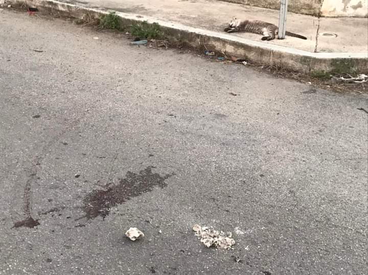 Vecinos tomarán la justicia por su cuenta ante casos de maltrato animal
