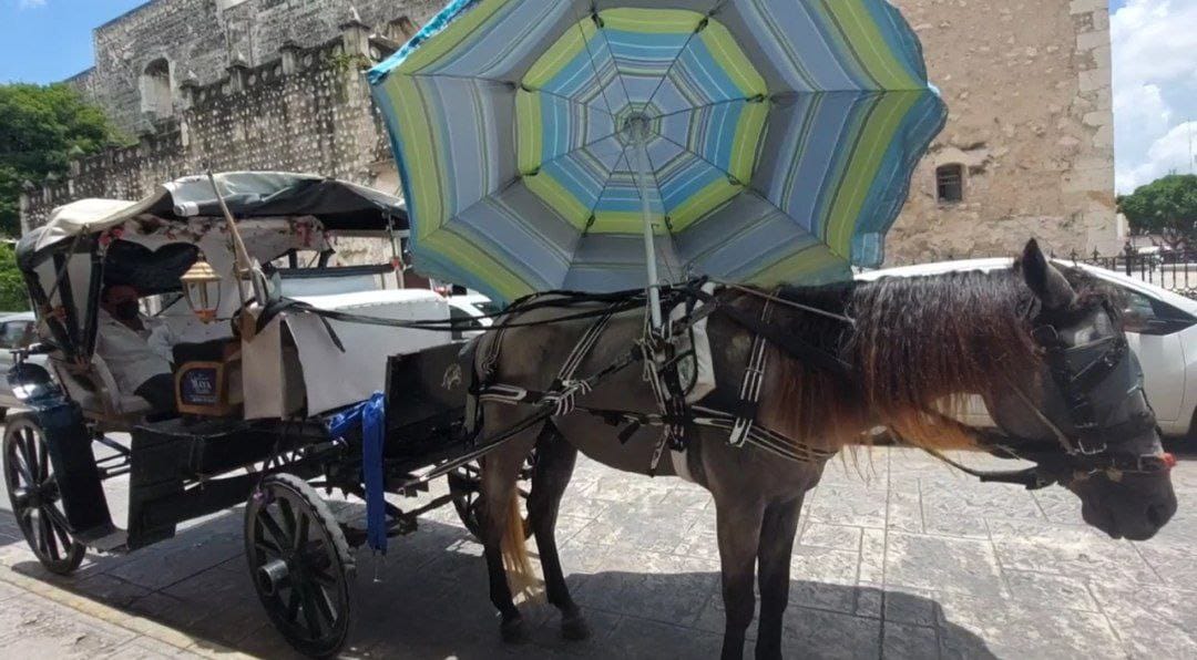Caleseros no están preocupados por la nueva reglamentación municipal