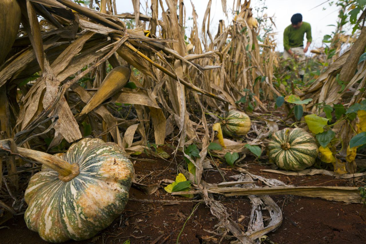 Milpa maya recibe reconocimiento internacional como Patrimonio Agrícola