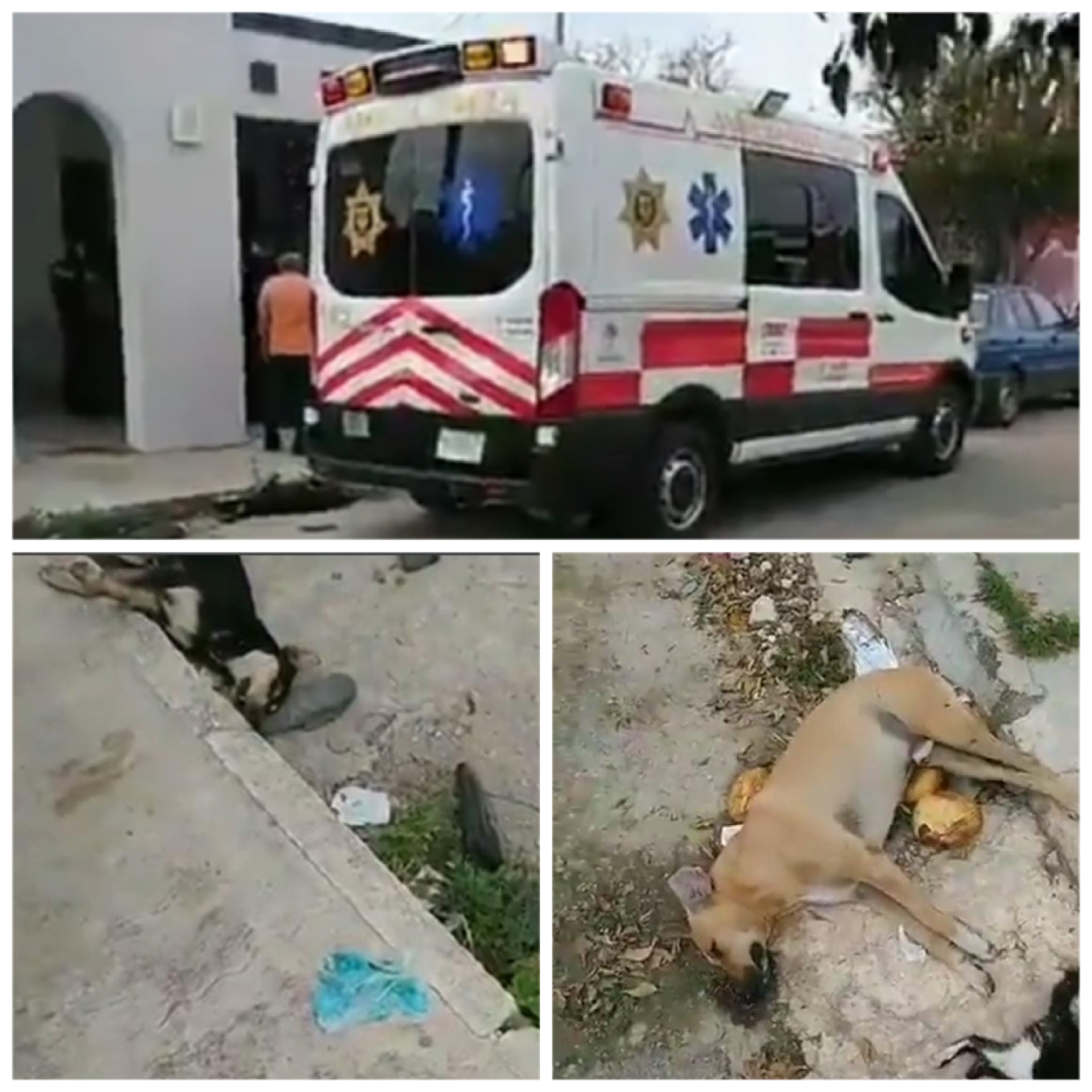 Envenenamiento de perros y gatos en la Nora Quintana deja una señora intoxicada
