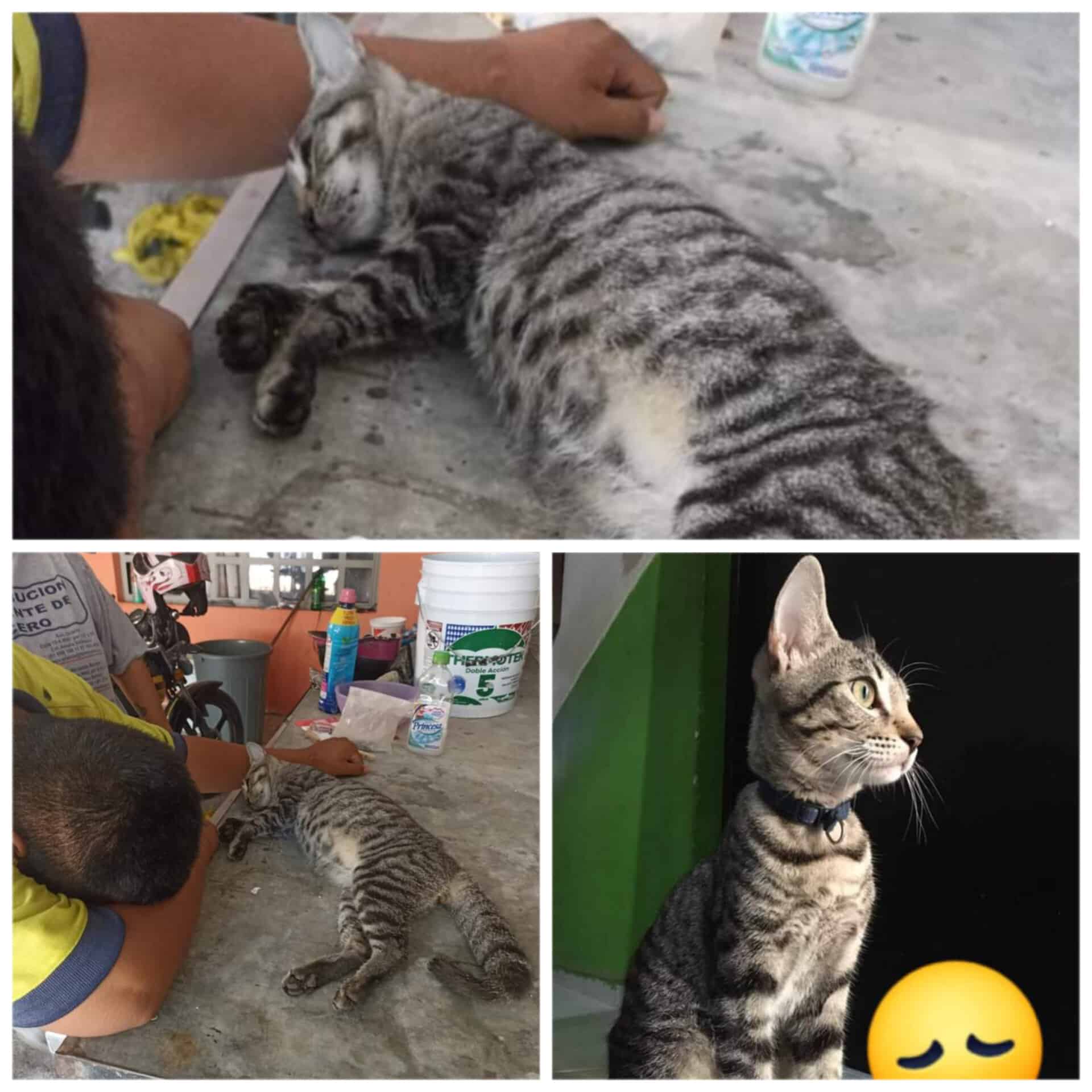 Envenenan a gata, que le faltaban tres semanas para dar a luz