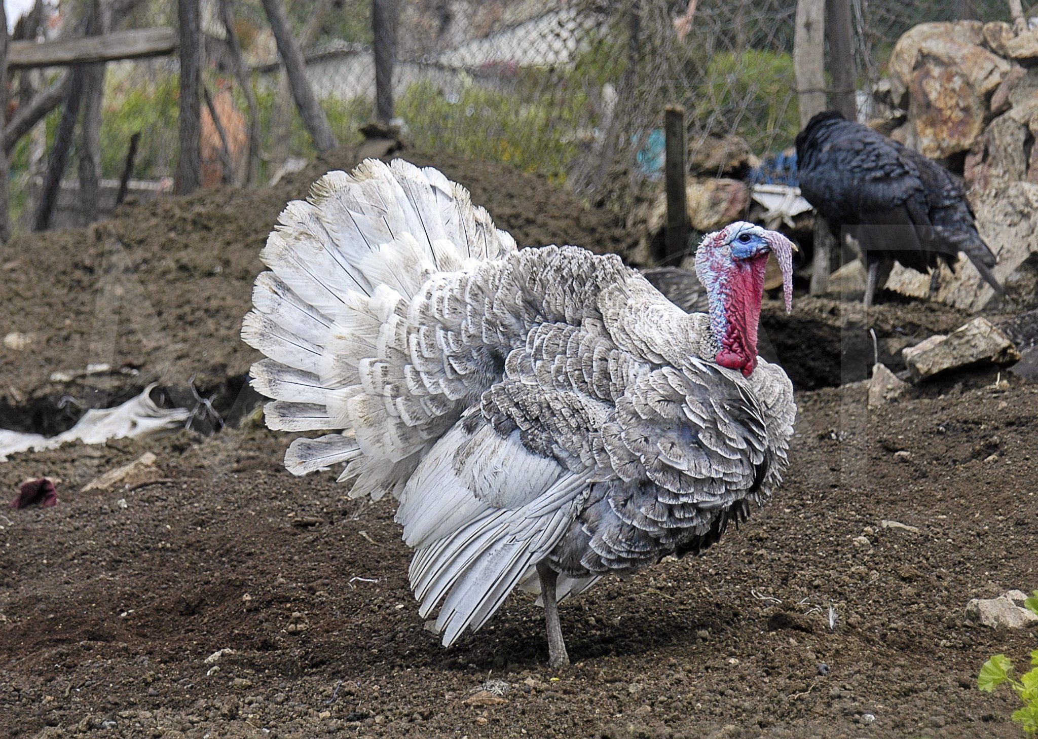Se agotan los pavos para la cena de Nochebuena