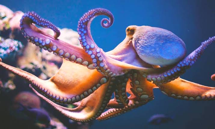 Temporada de pulpo cerró con una captura de 20 mil toneladas