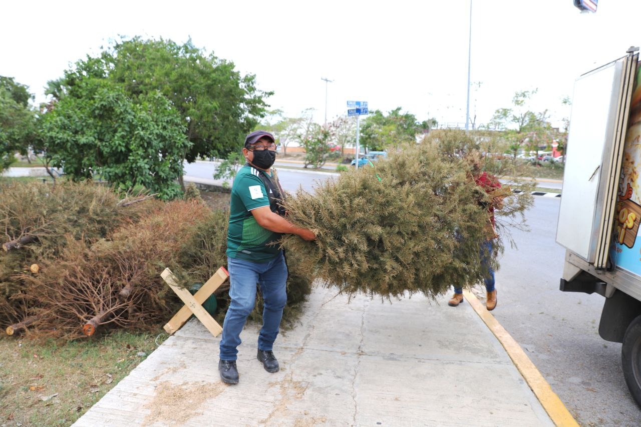 El Ayuntamiento de Mérida tendrá siete centros de acopio para el reciclaje de árboles de Navidad