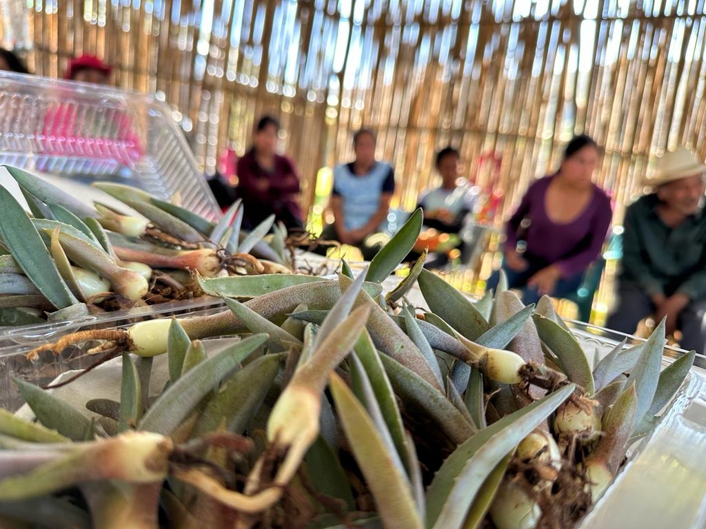 Agaves mezcaleros del CICY llegan a Oaxaca y Guerrero