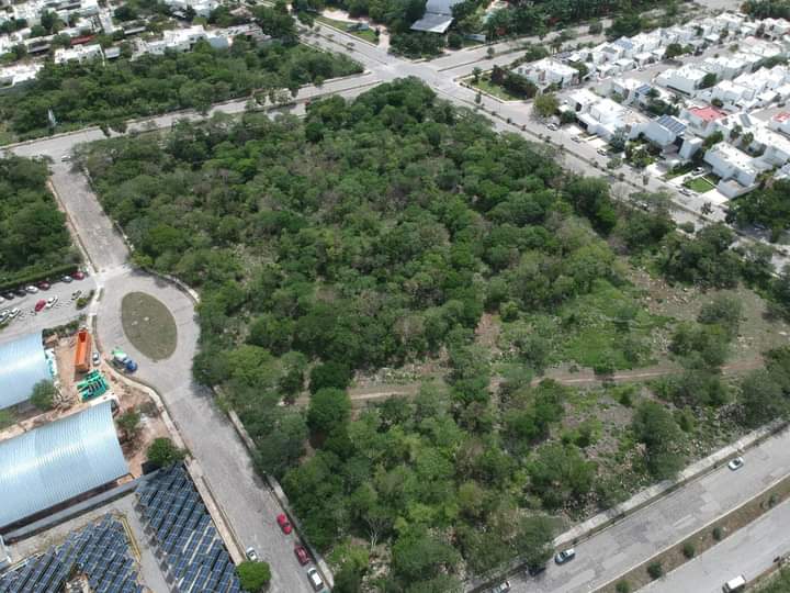 Si es necesario se reubicarán árboles para la construcción del Parque Toh’