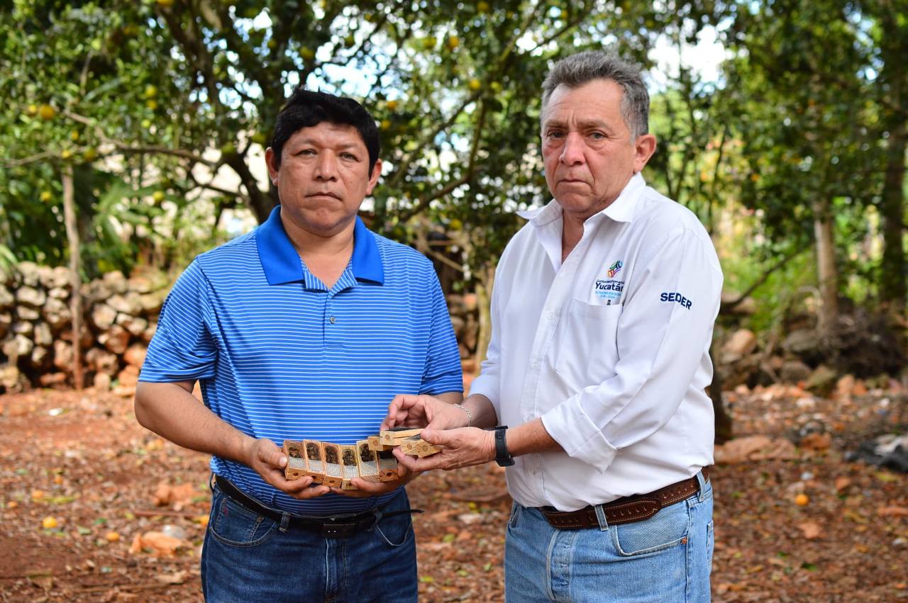 La apicultura en Yucatán está respaldada por el Gobernador Mauricio Vila Dosal