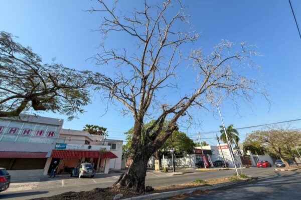 El Ayuntamiento de Mérida y más de 900 empresas locales participaron en el Primer Simulacro Nacional de Protección Civil 2025, reforzando la cultura de prevención y la seguridad en la capital yucateca.