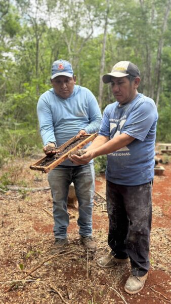 Apicultores de Nohalal, en Tekax, denuncian mortandad masiva de abejas. La diputada Manuela Cocom exige intervención urgente de Profepa, Semarnat y SADER para evitar una tragedia ambiental y económica.
